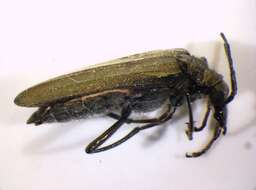 Image of <i>Oedemera virescens</i>