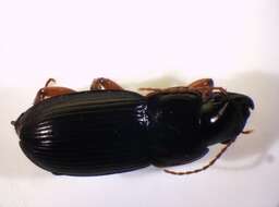 Image of Harpalus (Harpalus) latus (Linnaeus 1758)