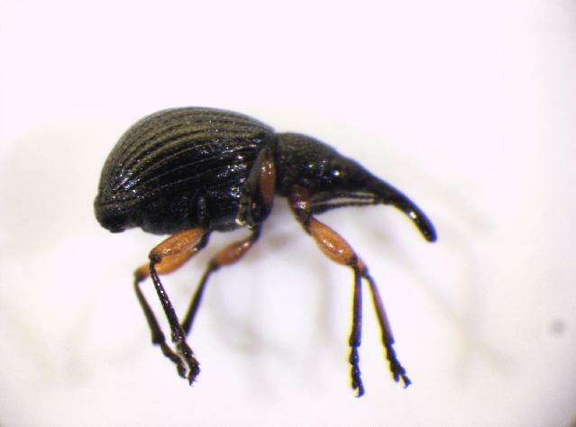 Image of Protapion trifolii