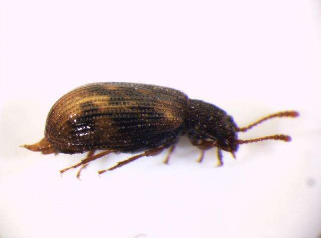 Image of <i>Derodontus macularis</i>