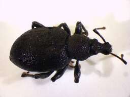 Image of lovage weevil