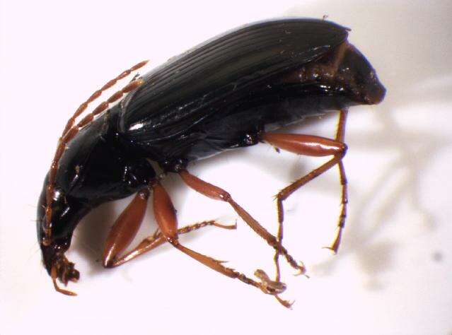 Image of Ground beetle