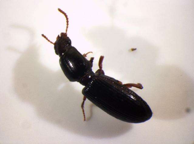 Image of Ground beetle