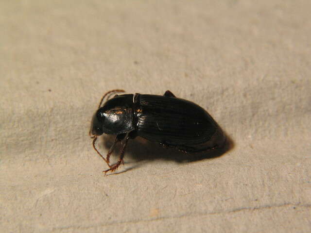 Image de Harpalus (Cryptophonus) melancholicus Dejean 1829