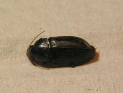 Image de Harpalus (Cryptophonus) melancholicus Dejean 1829