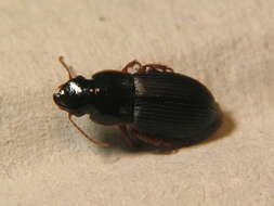 Image of Harpalus (Harpalus) latus (Linnaeus 1758)