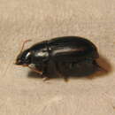 Harpalus (Harpalus) picipennis (Duftschmid 1812) resmi