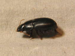 Harpalus (Harpalus) picipennis (Duftschmid 1812) resmi