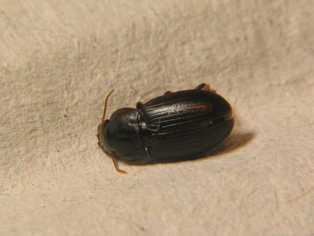 Harpalus (Harpalus) picipennis (Duftschmid 1812) resmi