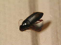 Image of Harpalus griseus