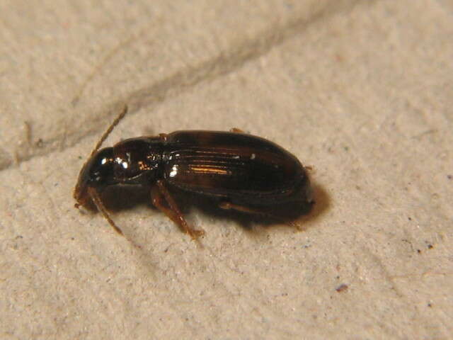 Image of Carabidae