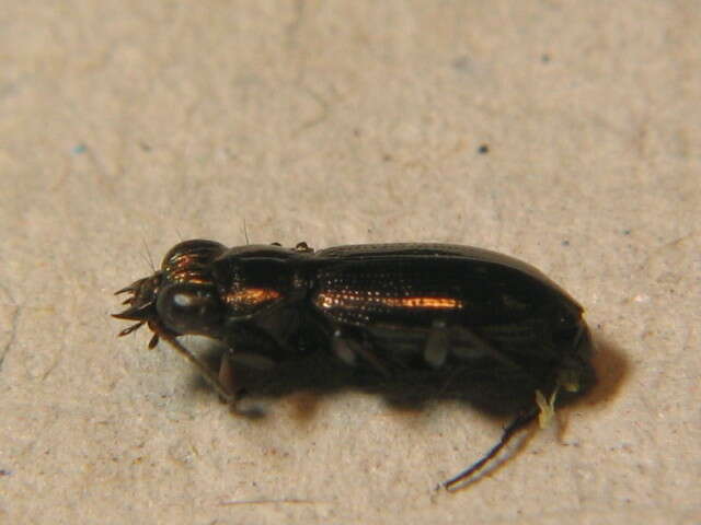 Image of Rough-necked Springtail-stalker