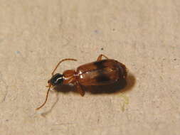 Image of Ground beetle