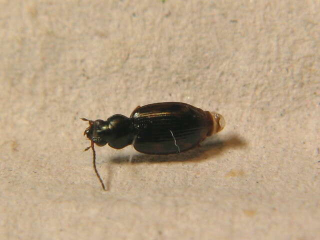 Bembidion (Diplocampa) fumigatum (Duftschmid 1812)的圖片