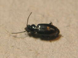 Bembidion (Emphanes) minimum (Fabricius 1792)的圖片