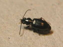 Bembidion (Emphanes) minimum (Fabricius 1792)的圖片