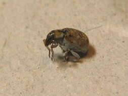 Image of Weevil