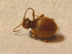 Image of Golden spider beetle