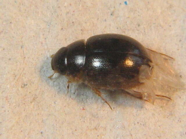 Laccobius (Dimorpholaccobius) bipunctatus (Fabricius 1775) resmi