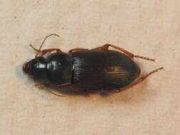 Image of Harpalus griseus