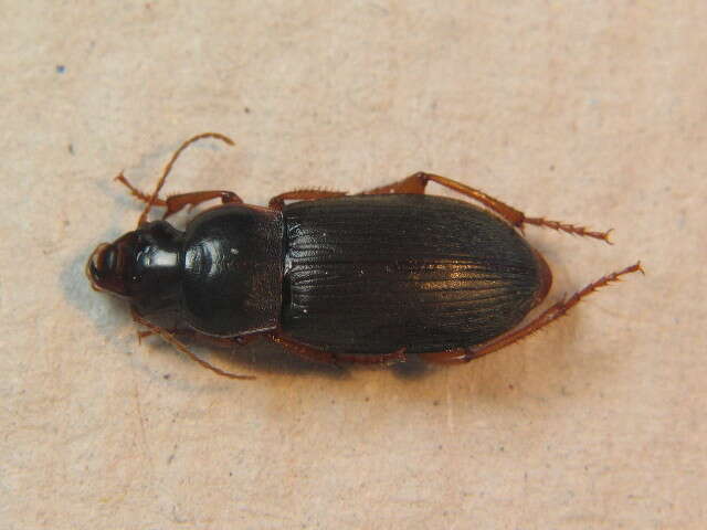 Image of Harpalus griseus