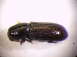 Image of Bark beetle