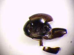 Image of <i>Orthoperus atomus</i>