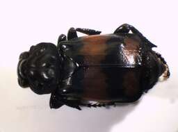 Image of Boreal Carrion Beetle