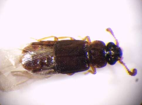 Phloeonomus (Phloeonomus) punctipennis Thomson & C. G. 1867的圖片