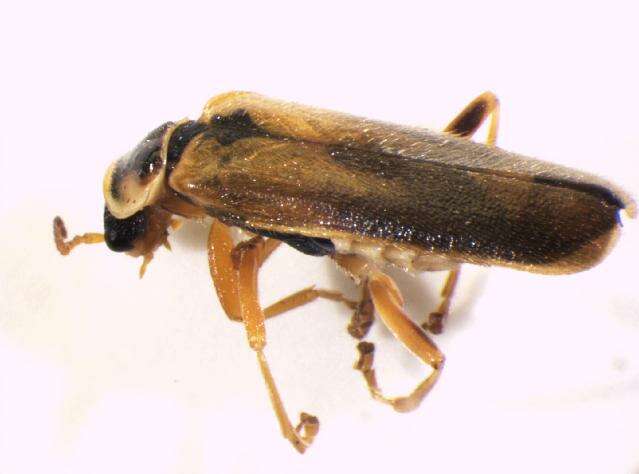 Imagem de <i>Cantharis decipiens</i>