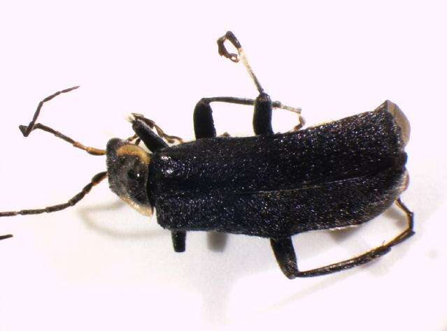 Image de <i>Cantharis paradoxa</i>