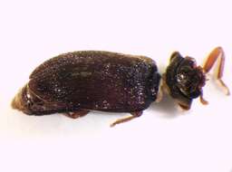 Image of <i>Byturus ochraceus</i>