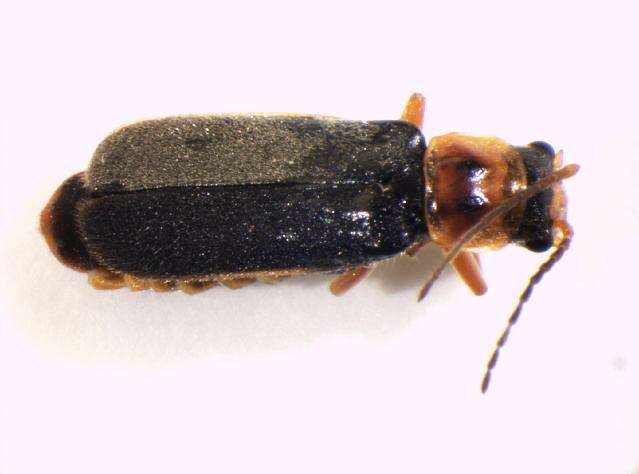 Image of <i>Cantharis lateralis</i>