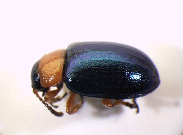Image of Knotweed Leaf Beetle