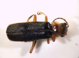 Image of <i>Cantharis lateralis</i>