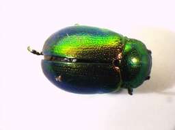 Image of Chrysolina graminis