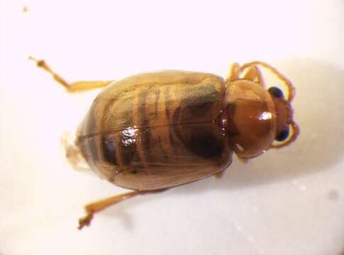 Image of Leaf beetle