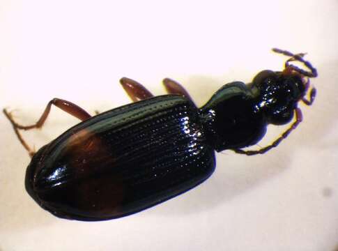 Imagem de Bembidion (Ocydromus) modestum (Fabricius 1801)