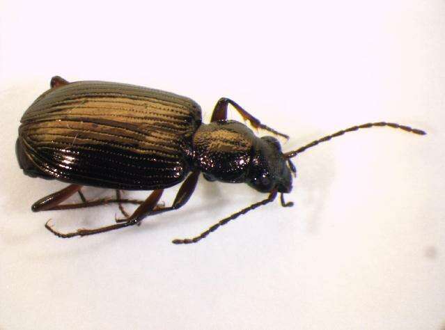 Bembidion (Princidium) punctulatum Drapiez 1820的圖片