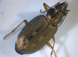 Image of Bembidion (Bracteon) velox (Linnaeus 1760)