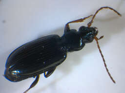 Image of Bembidion (Bembidionetolitzkya) atrocaeruleum (Stephens 1828)