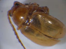 Image of Leaf beetle