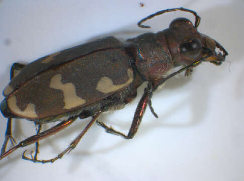 Image of Cicindela hybrida transversalis