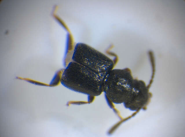 Imagem de <i>Carpelimus subtilicornis</i>