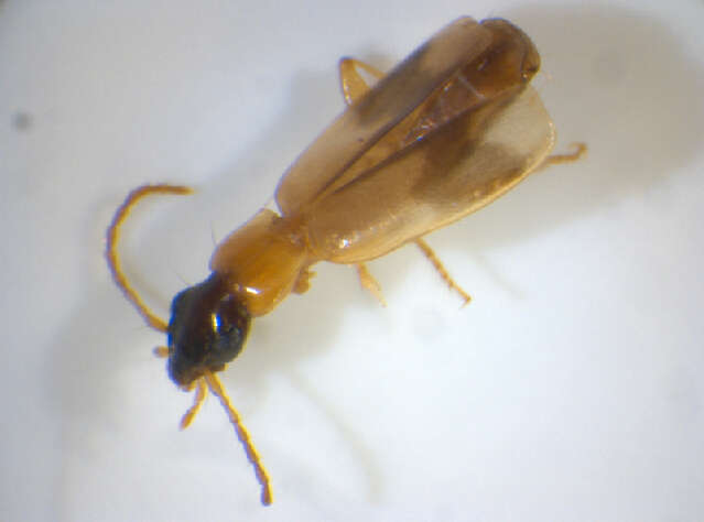 Image of Ground beetle