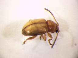 Image of <i>Lythraria salicariae</i>