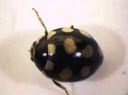 Image of <i>Coccinula quatuordecimpustulata</i>