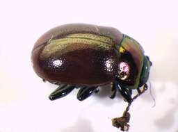 Image of Chrysolina polita