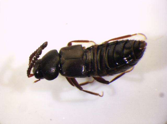 <i>Zyras laticollis</i> resmi