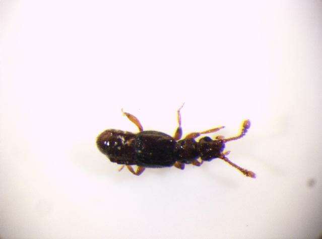 Image of <i>Euplectus kirbyi</i>